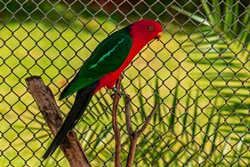 Australian King Parrots