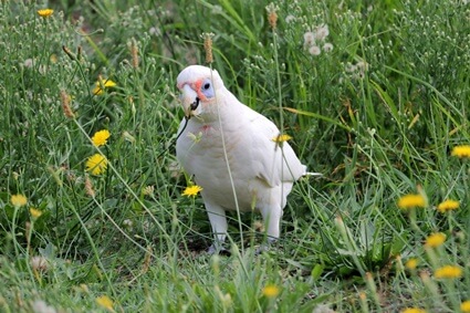 Why parrots pupils get big and small