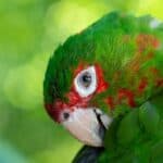 how do parrots see the world?