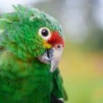 what do parrot sounds mean?