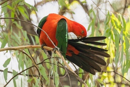 how long does it take for parrot feathers to grow back?