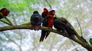 Black-Winged Lory