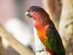 Cardinal Lory