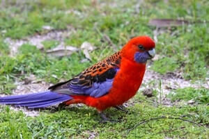 Crimson Rosella