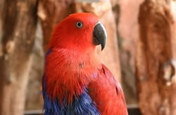 Female Eclectus