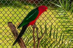 Papuan King Parrot