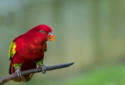 Moluccan King Parrot