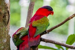 Purple-Naped Lory