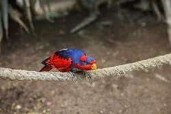 Red and Blue Lory