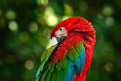 Red and Green Macaw