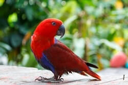 Red Lory