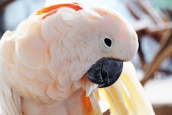 Salmon-Crested Cockatoo