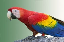 Scarlet Macaw