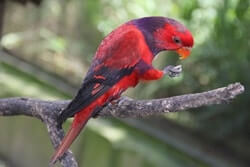 Violet-Necked Lory