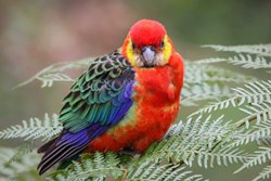 Western Rosella