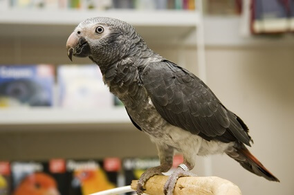 how to stop an African grey from plucking feathers