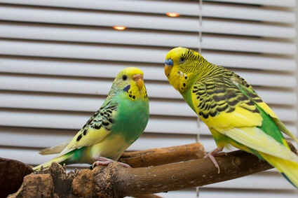 reasons for separating two budgies