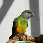 how to look after a senegal parrot