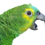 why do parrots scream so much?