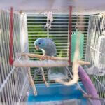 what to put in a parrot cage