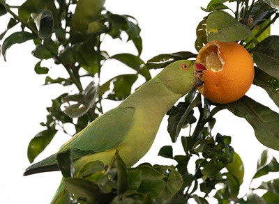 do parrots like oranges?