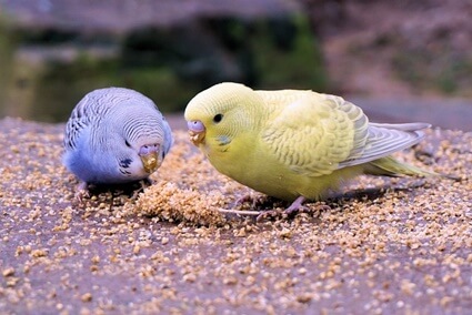 how often do parakeets need to eat?