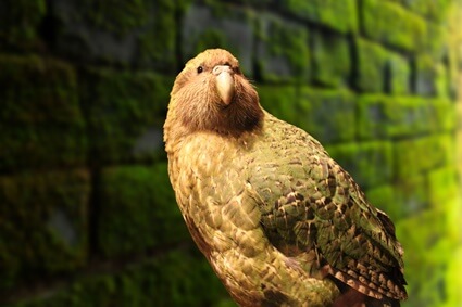 Is the kakapo the heaviest parrot?