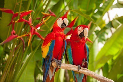 scarlet macaw