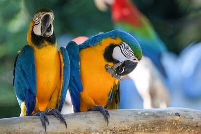 Blue-and-Yellow Macaw