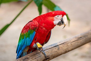 Red-And-Green Macaw