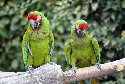 Military Macaws