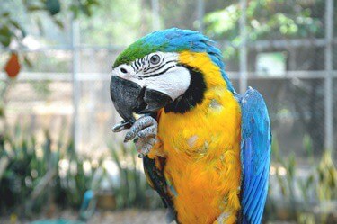 Blue-Throated Macaw