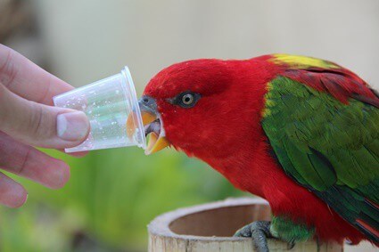 is honey good for parrots?