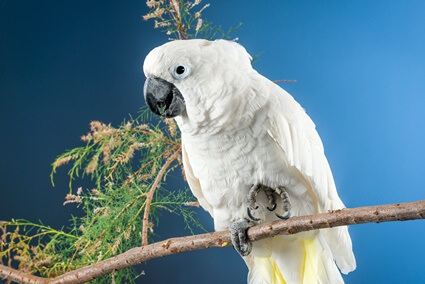 Cockatoo Prices