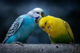 Budgie