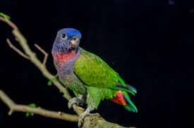 Blue-Headed Pionus Parrot