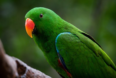 Male-Eclectus-Parrot