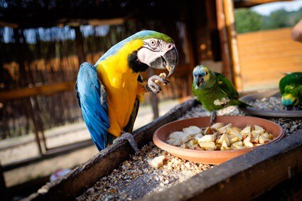 best source of protein for parrots