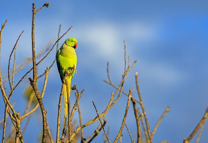 Can a domesticated parrot survive in the wild?