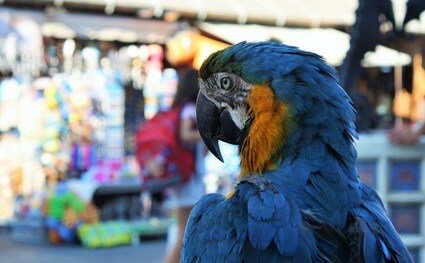 how long do parrots live?