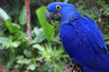 Hyacinth Macaw