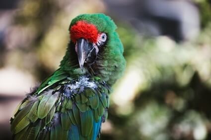 parrot vomiting clear liquid