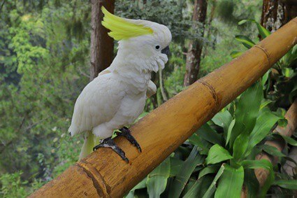 can parrots eat bamboo?