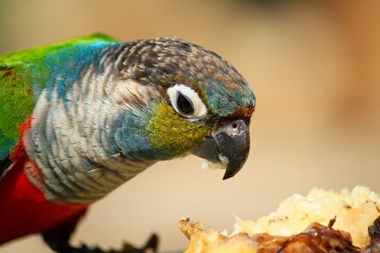 feeding parrots bananas