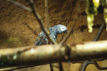 what does it mean when a parrot shakes his head?