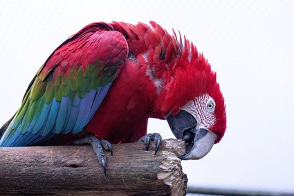 are macaw bites dangerous?