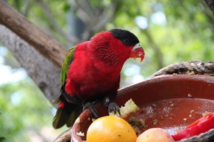 fresh fruits for parrots