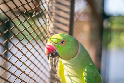 How do I get an Indian ringneck to talk?