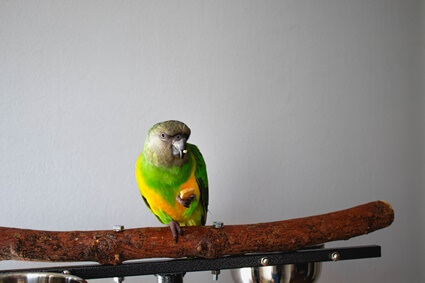 at what age do Senegal parrots start to talk?