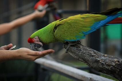 Signs of Bird Flu in Parrots